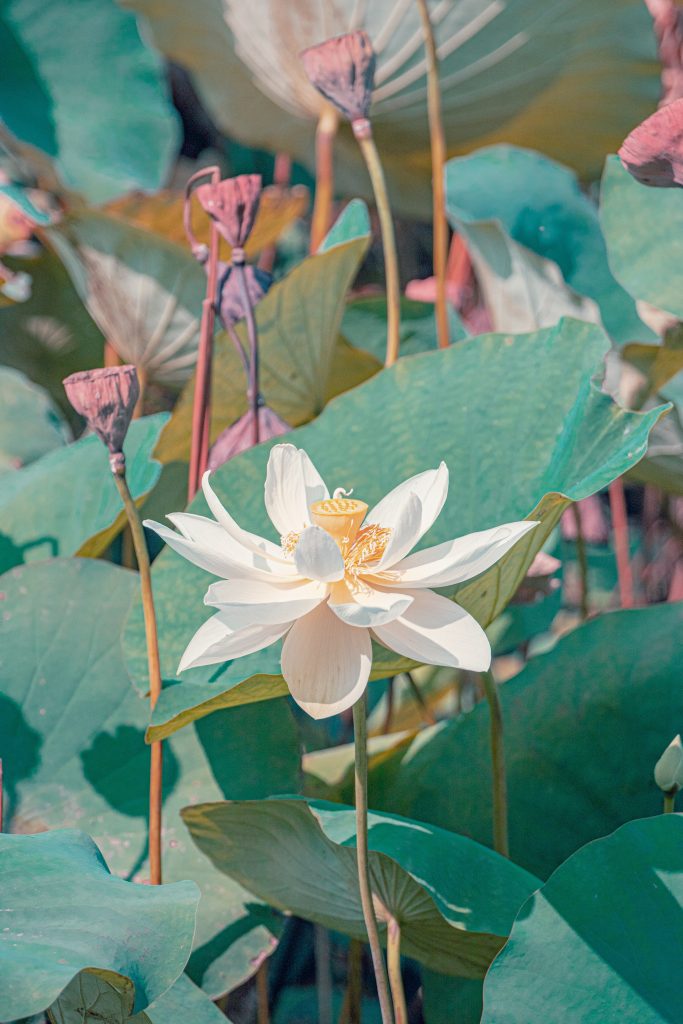 Lotus flower,  lotus leaf, Lotus seedpods
